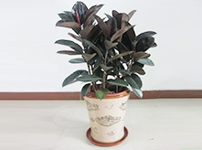 橡皮樹(shù)