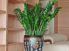 金錢(qián)樹(shù)B