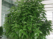 平安樹(shù)